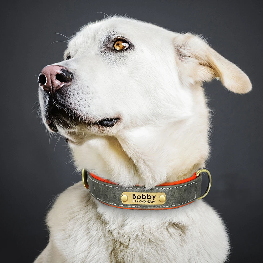 PawTag® – Personalized Leather Collar (Free Engraving) - Vista 17 del producto