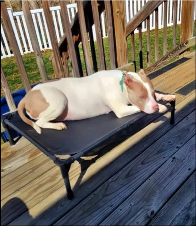 Elevated Pet Bed® – Comfort & Support for Pets - Vista 16 del producto