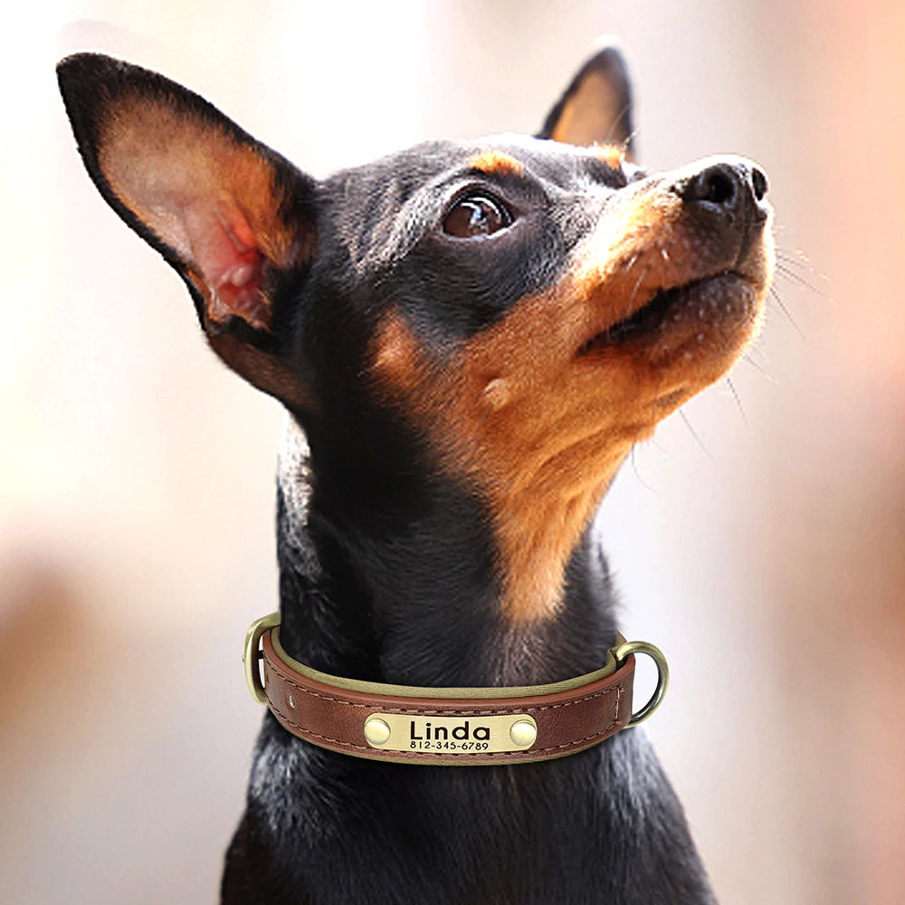 PawTag® – Personalized Leather Collar (Free Engraving) - Vista 16 del producto