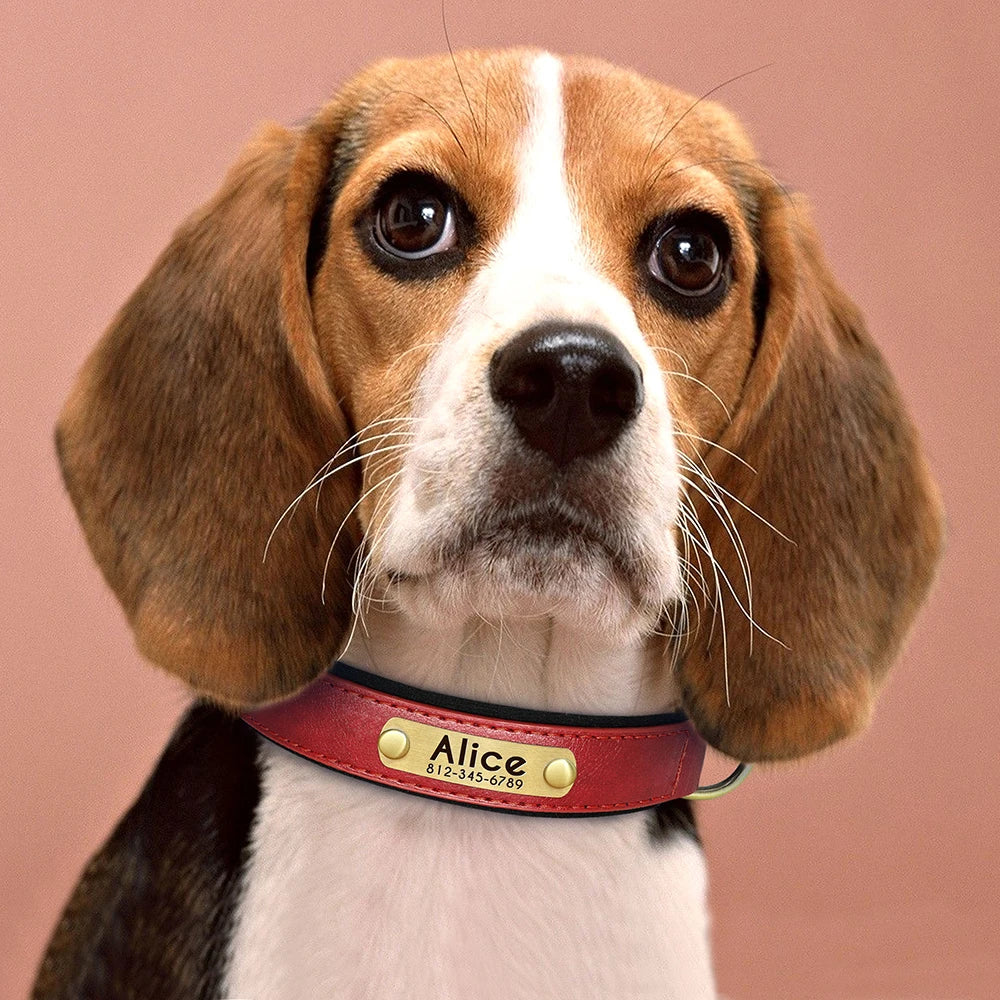 PawTag® – Personalized Leather Collar (Free Engraving) - Vista 18 del producto